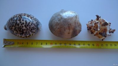 Лот: 15768833. Фото: 1. Ракушки №3 - одним лотом. Грунты, украшения, наполнения