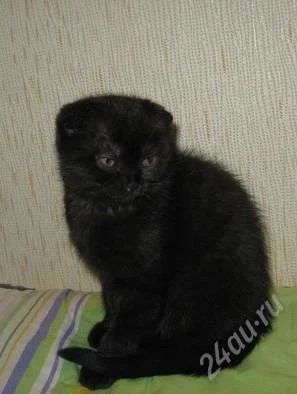 Лот: 1637458. Фото: 1. Шоколадный вислоухий котёнок. Кошки, котята
