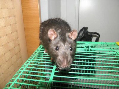 Лот: 2346034. Фото: 1. Симпатичные крысы принесут удачу... Остальные животные