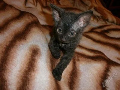 Лот: 1437213. Фото: 1. продам кошечку сфинкса браш. Кошки, котята