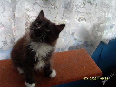 Лот: 1246942. Фото: 1. Котенок. Кошки, котята