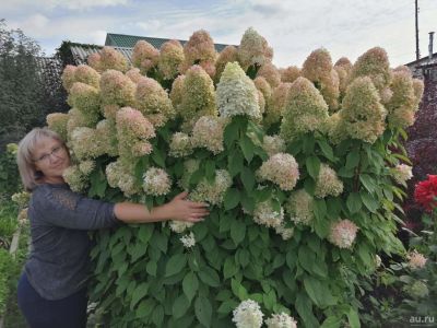 Лот: 12646147. Фото: 1. Гортензия Лайм Лайт. Декоративные кустарники и деревья