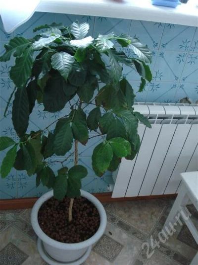 Лот: 697945. Фото: 1. КОФЕ. Горшечные растения и комнатные цветы