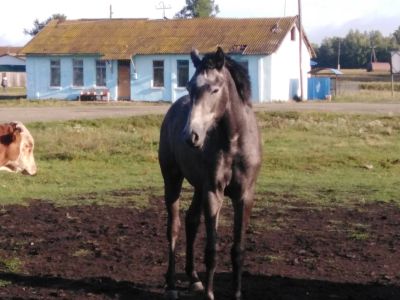 Лот: 16322922. Фото: 1. Лошадь. Косметика, лекарства