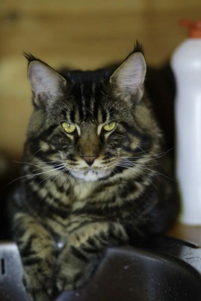Лот: 5366475. Фото: 1. Вязка мейн-кун. Кошки, котята