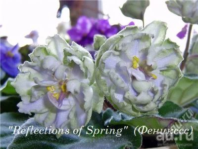Лот: 11595946. Фото: 1. "Reflections of Spring", молодая... Горшечные растения и комнатные цветы