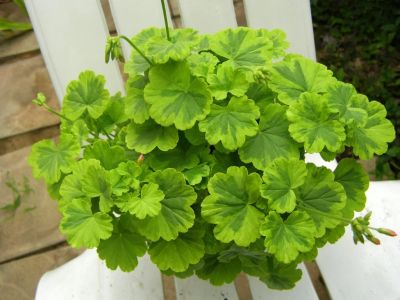 Лот: 15140074. Фото: 1. Зональная пеларгония "Green and... Горшечные растения и комнатные цветы