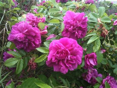 Лот: 7923990. Фото: 1. Продам розу "Empress of the North... Садовые цветы