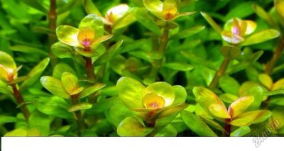 Лот: 5935080. Фото: 1. Аммания Бонсай (Ammania sp. "Bonsai... Водные растения