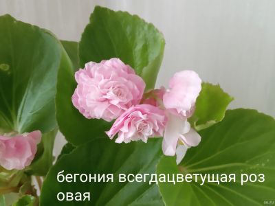 Лот: 18149083. Фото: 1. Бегония всегда цветущая розовая... Горшечные растения и комнатные цветы