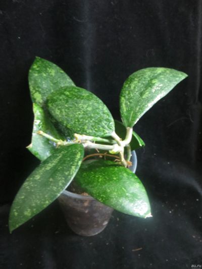 Лот: 13557809. Фото: 1. Хойя Hoya sp. (EPC-600) and Hoya... Горшечные растения и комнатные цветы