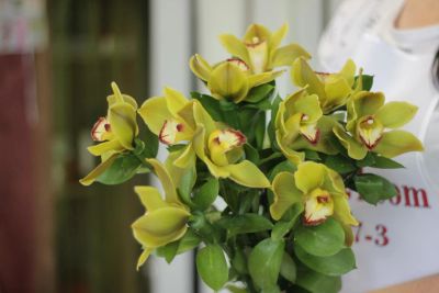 Лот: 9908871. Фото: 1. Орхидея 100 рублей, доставка от... Другое (растения и животные)