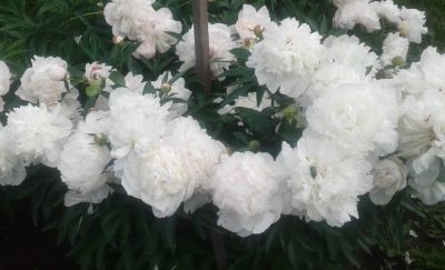 Лот: 1598579. Фото: 1. Пион белый махровый. Садовые цветы