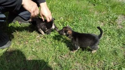 Лот: 16299185. Фото: 1. Щенок с ветеринарным сопровождением... Собаки, щенки