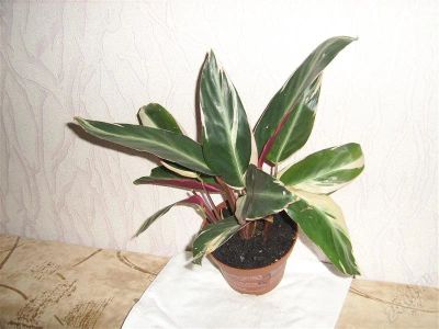 Лот: 894747. Фото: 1. строманта 2. Горшечные растения и комнатные цветы