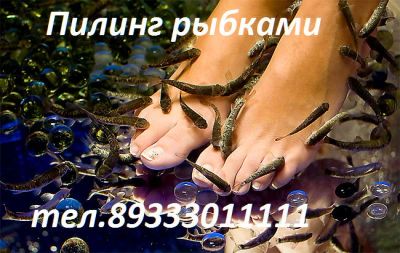 Лот: 5534280. Фото: 1. Гарра Руфа.Фиш-спа уход,рыба доктор... Другое (красота и здоровье)
