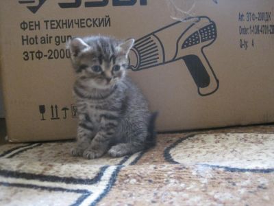 Лот: 7239981. Фото: 1. прямоухая шотландская кошечка. Кошки, котята