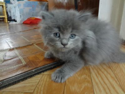 Лот: 4353769. Фото: 1. котик шикарный ищет добрых хозяев. Кошки, котята