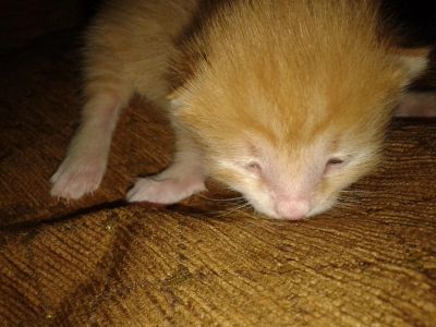 Лот: 4831747. Фото: 1. Отдам котят в добрые руки. Кошки, котята