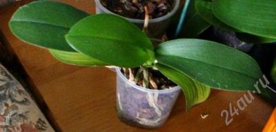Лот: 724543. Фото: 1. орхидея небольшая фаленопсис... Горшечные растения и комнатные цветы