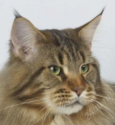 Лот: 1167072. Фото: 1. Мей Кун. Кошки, котята