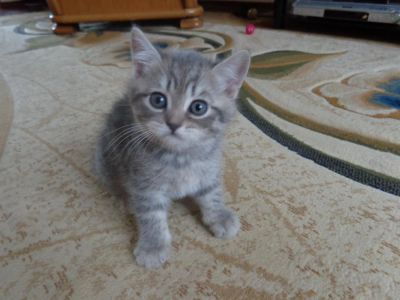 Лот: 3635738. Фото: 1. Шотландские котики. Кошки, котята