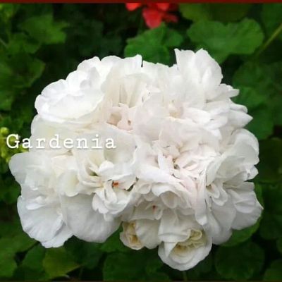 Лот: 13650521. Фото: 1. Пеларгония зональная Gardenia. Горшечные растения и комнатные цветы