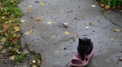 Лот: 6094863. Фото: 1. Черные котята. Кошки, котята