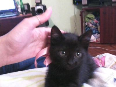 Лот: 1035092. Фото: 1. Котёнка плачет и хочет домой(. Остальные животные