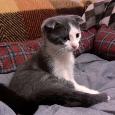 Лот: 5055545. Фото: 1. Отдам вислоухого котенка девочку. Кошки, котята