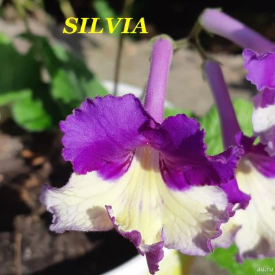 Лот: 15471884. Фото: 1. Стрептокарпус Silvia. Горшечные растения и комнатные цветы