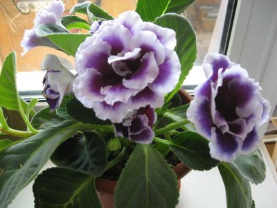 Лот: 11840493. Фото: 1. лист глоксинии (срежу). Горшечные растения и комнатные цветы