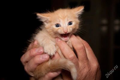 Лот: 2930841. Фото: 1. Рыжик - милейший котенок. Кошки, котята