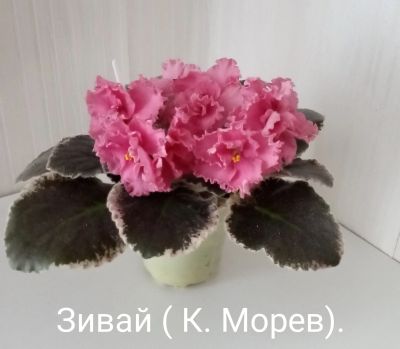 Лот: 15764512. Фото: 1. Фиалка Зивай - лист. Горшечные растения и комнатные цветы