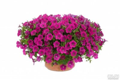 Лот: 13471903. Фото: 1. Петуния вегетативная Little Rose. Садовые цветы