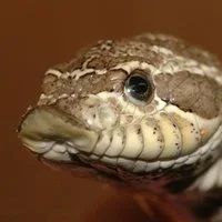 Лот: 1521412. Фото: 1. Рептилии, змеи, игуаны, ящерицы... Остальные животные