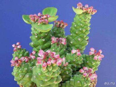 Лот: 17133425. Фото: 1. Эуфорбия - монадениум ричи Euphorbia... Горшечные растения и комнатные цветы