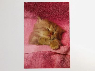 Лот: 23296341. Фото: 1. Спящий кот в розовом стиле. Открытка... Открытки, конверты