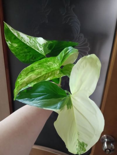 Лот: 24571875. Фото: 1. Сингониум Imperial white, макушка. Горшечные растения и комнатные цветы