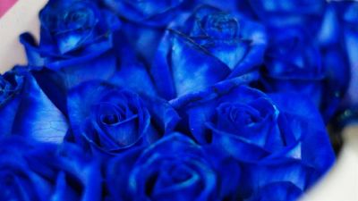 Лот: 3416444. Фото: 1. Синяя роза. Другое (цветы, букеты)