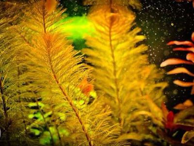Лот: 6972730. Фото: 1. Мириофиллум Рорайма Myriophyllum... Водные растения