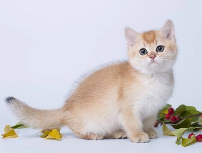 Лот: 4342283. Фото: 1. Золотой британский котенок-шиншилленок. Кошки, котята