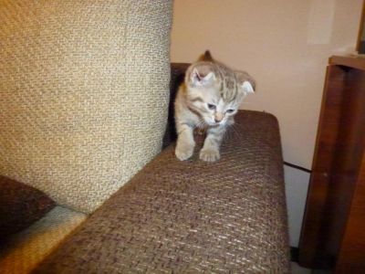 Лот: 5366649. Фото: 1. вислоухий шотландец-4. Кошки, котята