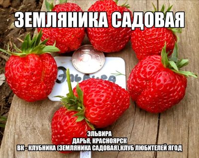 Лот: 7917158. Фото: 1. Клубника усы (земляника садовая... Ягоды
