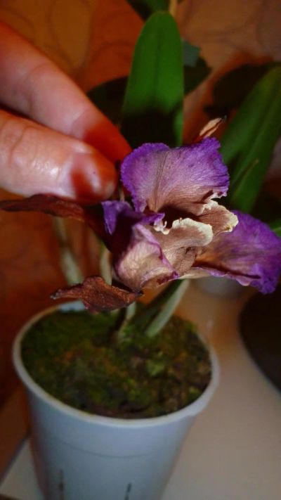 Лот: 4778600. Фото: 1. орхидея каттлея (отцвела). Горшечные растения и комнатные цветы