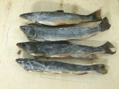 Лот: 11857850. Фото: 1. Голец Сахалин холодного копчения. Икра, рыба, морепродукты
