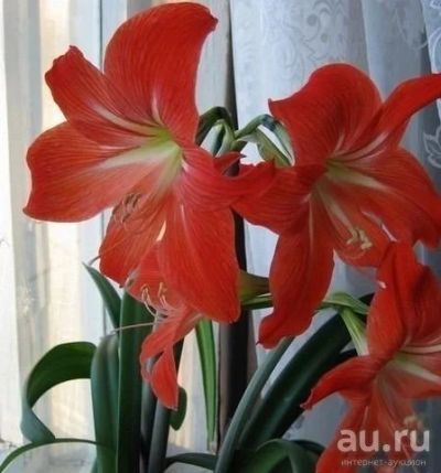 Лот: 8607819. Фото: 1. Комнатная лилия (гиппеаструм). Горшечные растения и комнатные цветы