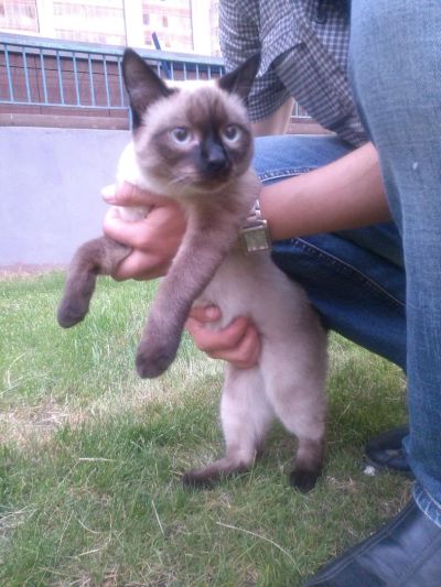 Лот: 7708432. Фото: 1. кот, молодой и здоровый!. Кошки, котята