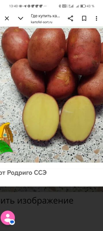 Лот: 25395925. Фото: 1. Картофель Родриго на посадку. Картофель