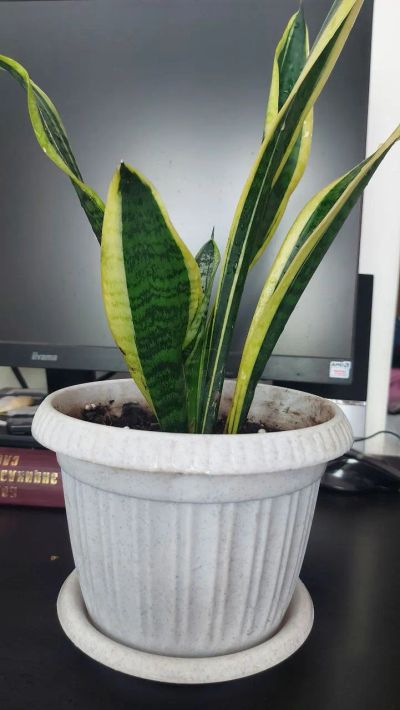 Лот: 5332772. Фото: 1. Трёхполосная Сансевиерия Sansevieria... Горшечные растения и комнатные цветы